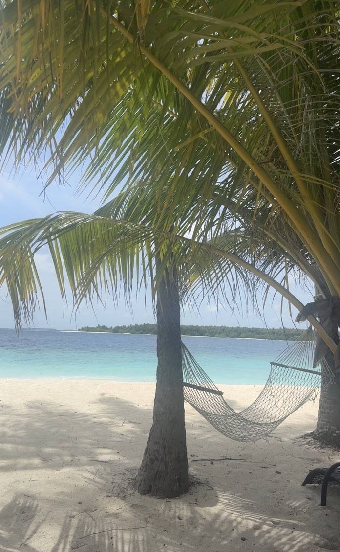 A hammock strung between palms