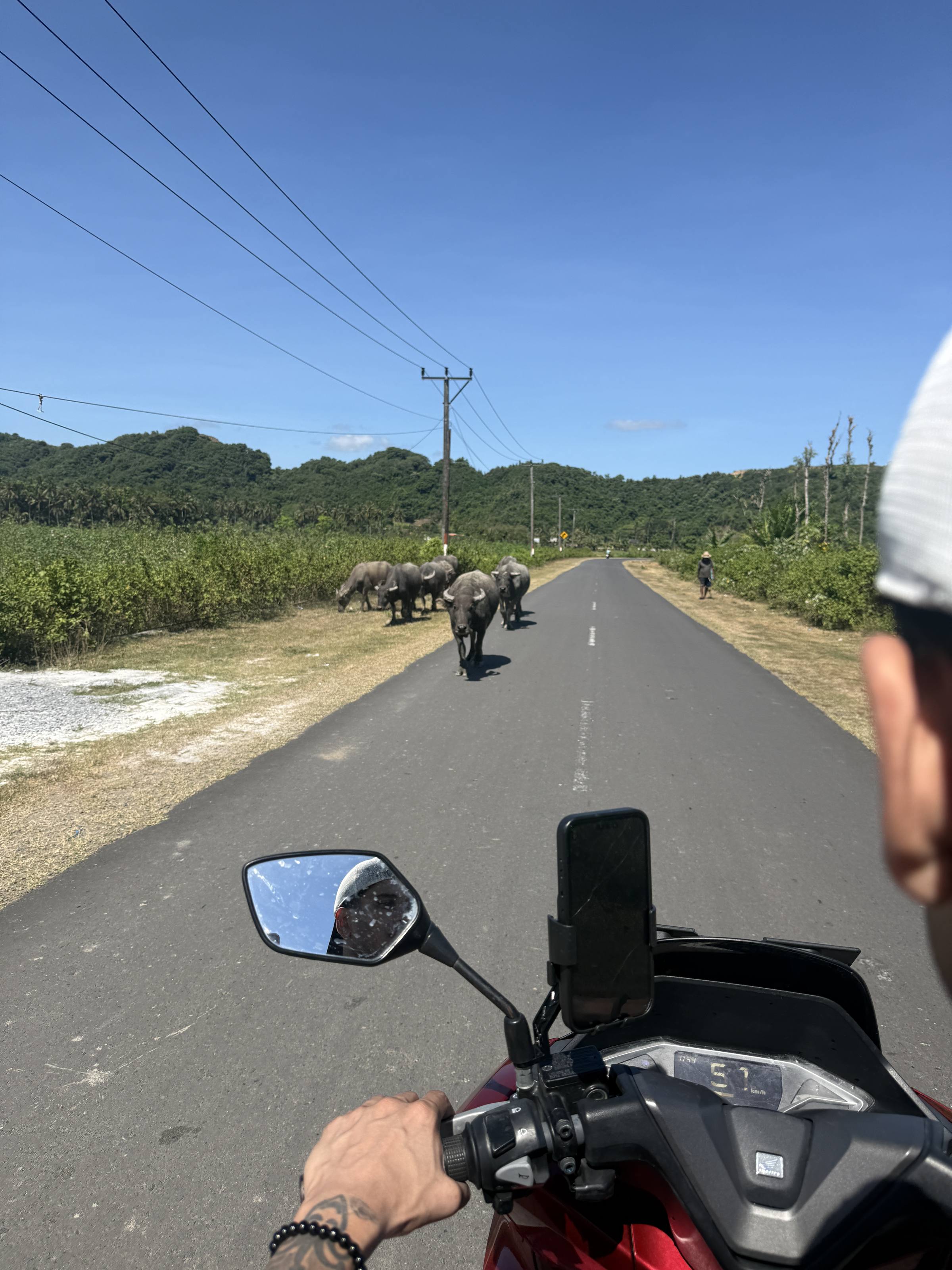 Riding a scooter past water buffalo on a country road